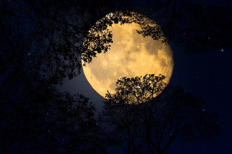 Bericht Martin's blog: Zie de maan schijnt door de bomen bekijken